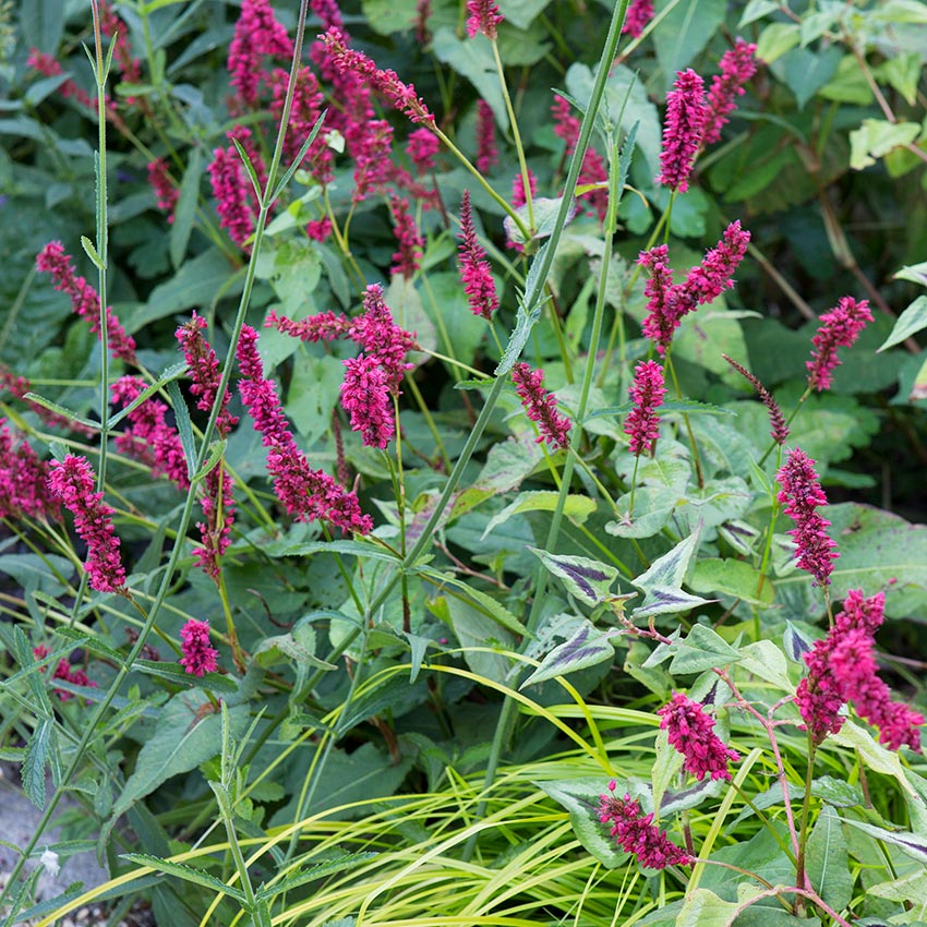 Duizendknoop (Persicaria amplexicaulis 'Blackfield')