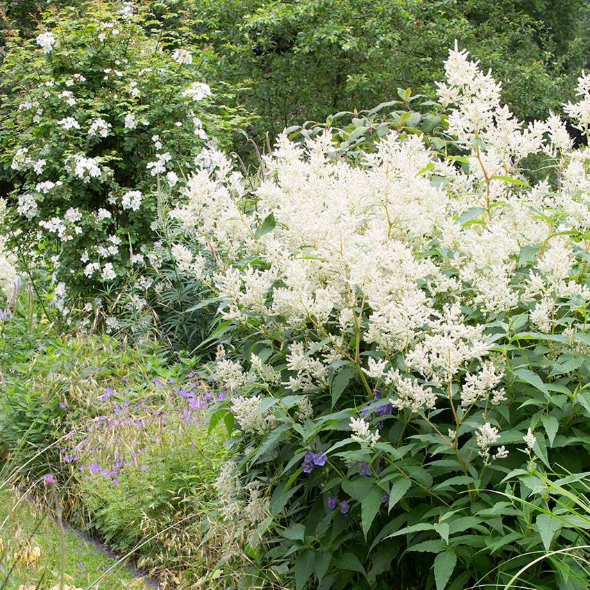 Duizendknoop (Persicaria polymorpha)