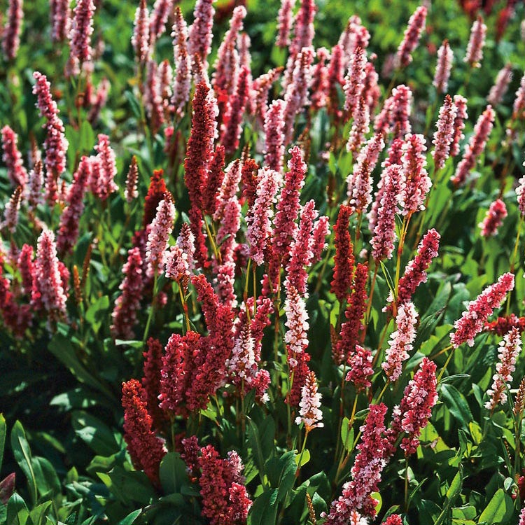 Duizendknoop (Persicaria affinis ‘Darjeeling Red’)