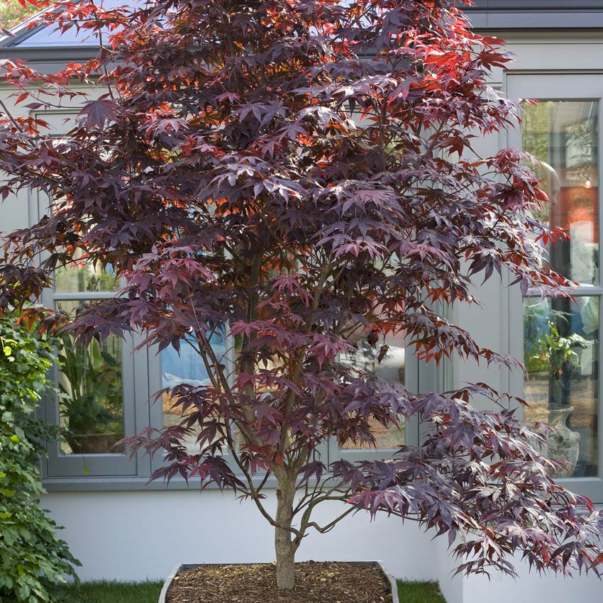 Japanse esdoorn (Acer palmatum ´Atropurpureum’)