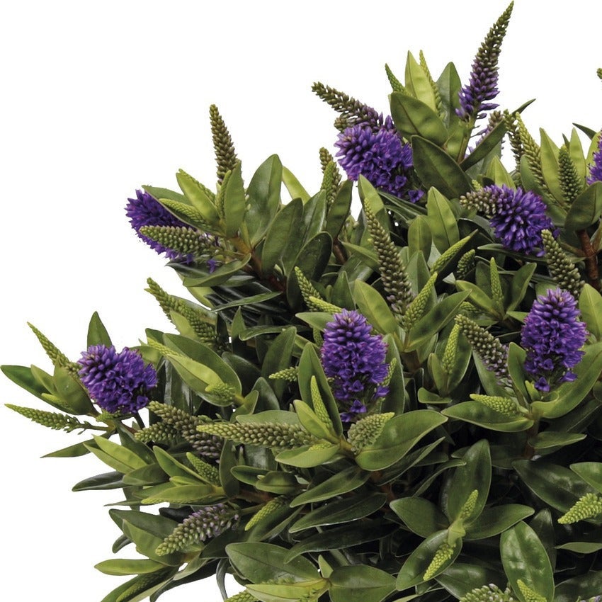 Struikveronica (Hebe Addenda)