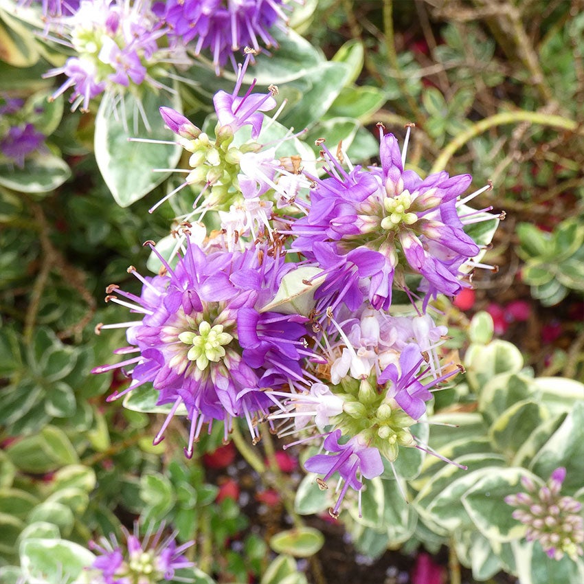 Struikveronica (Hebe franciscana)