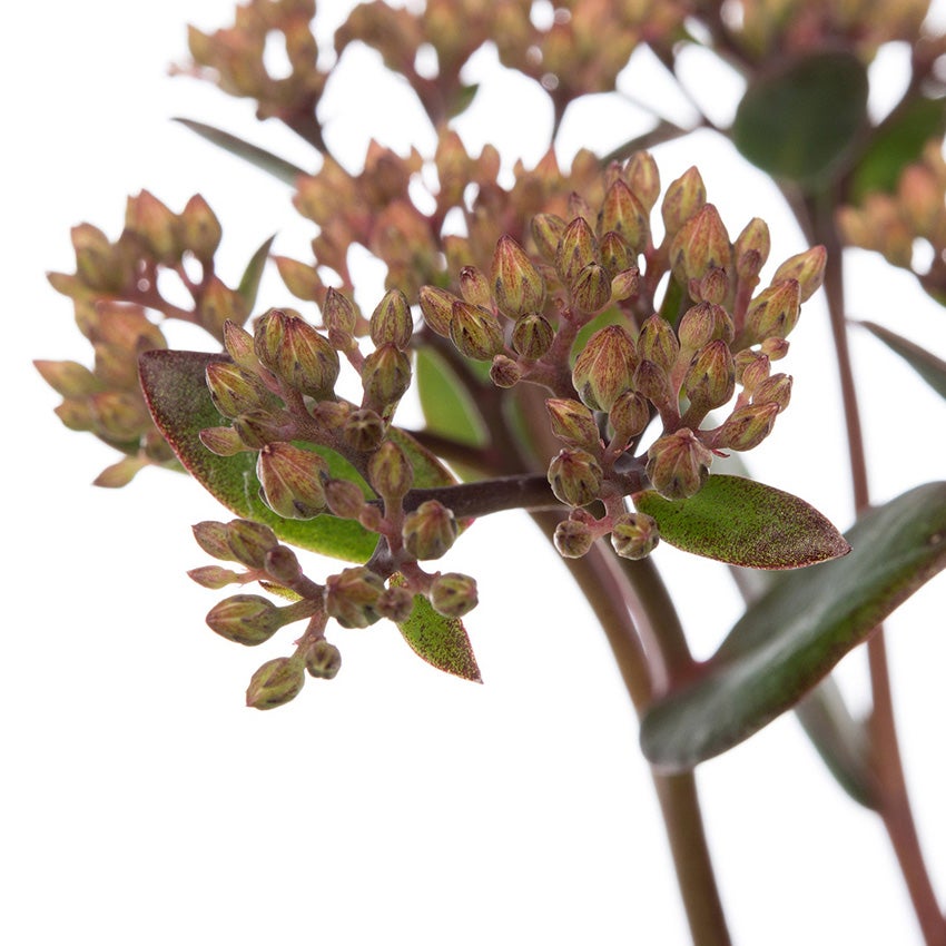 Vetkruid (Sedum 'Matrona')