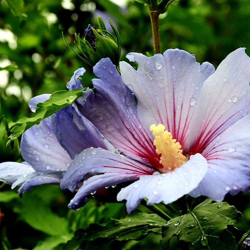 Tuinhibiscus (Hibiscus syriacus 'Oiseau Blue' of ‘Blue Bird’)