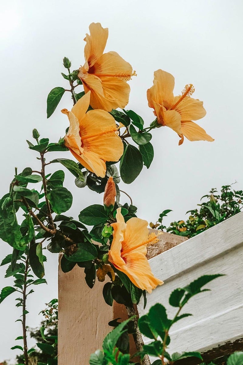 Hibiscus syriacus