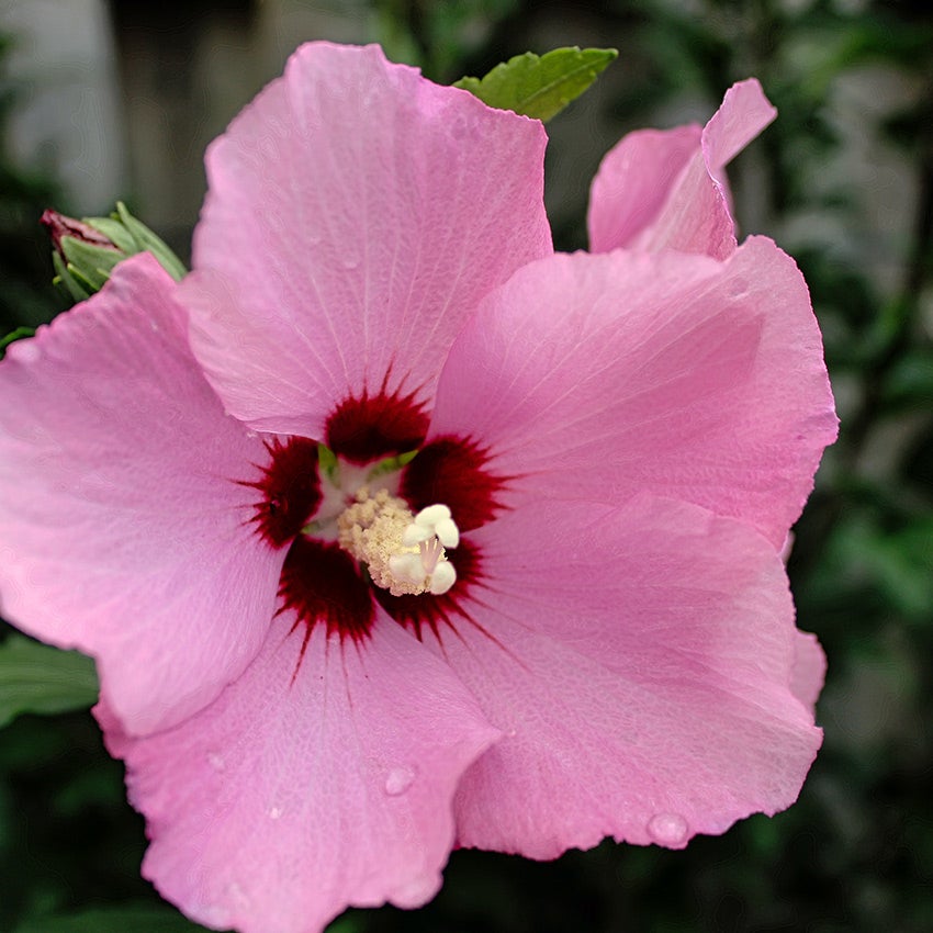 Tuinhibiscus (Hibiscus syriacus 'Woodbridge')