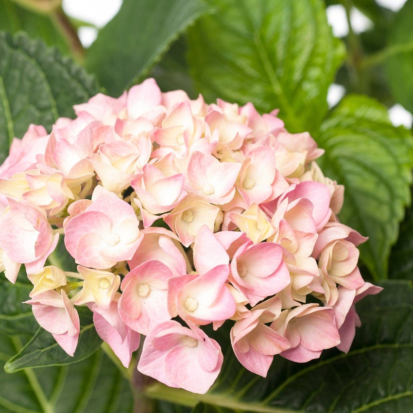 Hortensia (Hydrangea macrophylla 'Forever and Ever')