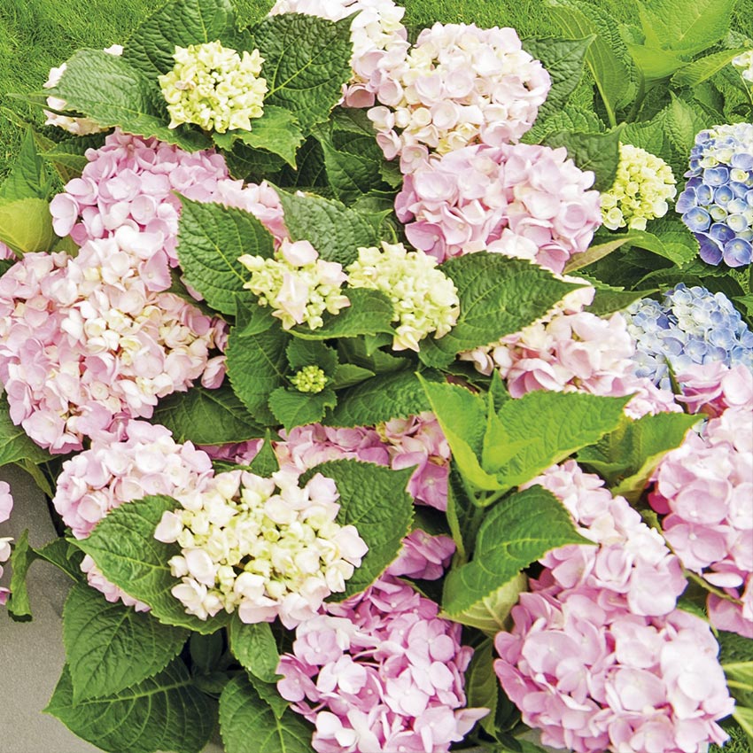 Hortensia (Hydrangea macrophylla 'Forever and Ever')