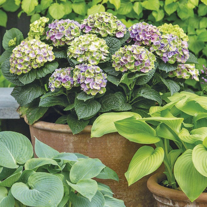 Hortensia magical (Hydrangea macrophylla 'Magical Amthyst')