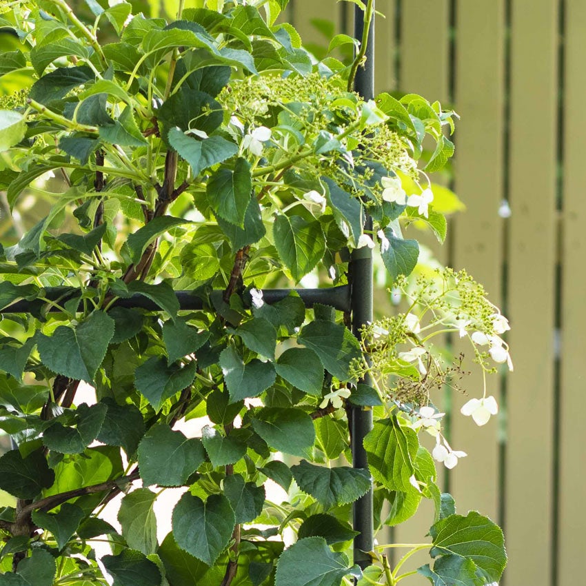 Klimhortensia (Hydrangea anomala petiolaris)