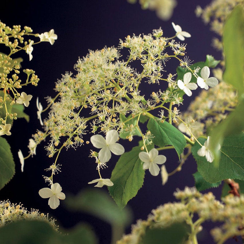 Klimhortensia (Hydrangea anomala petiolaris)