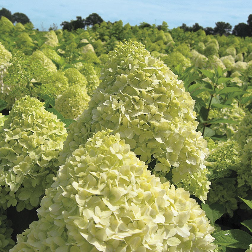 Pluimhortensia (Hydrangea paniculata 'Limelight')