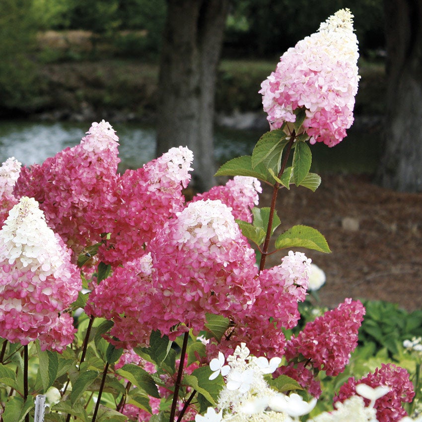 Pluimhortensia (Hydrangea paniculata 'Vanille Fraise')