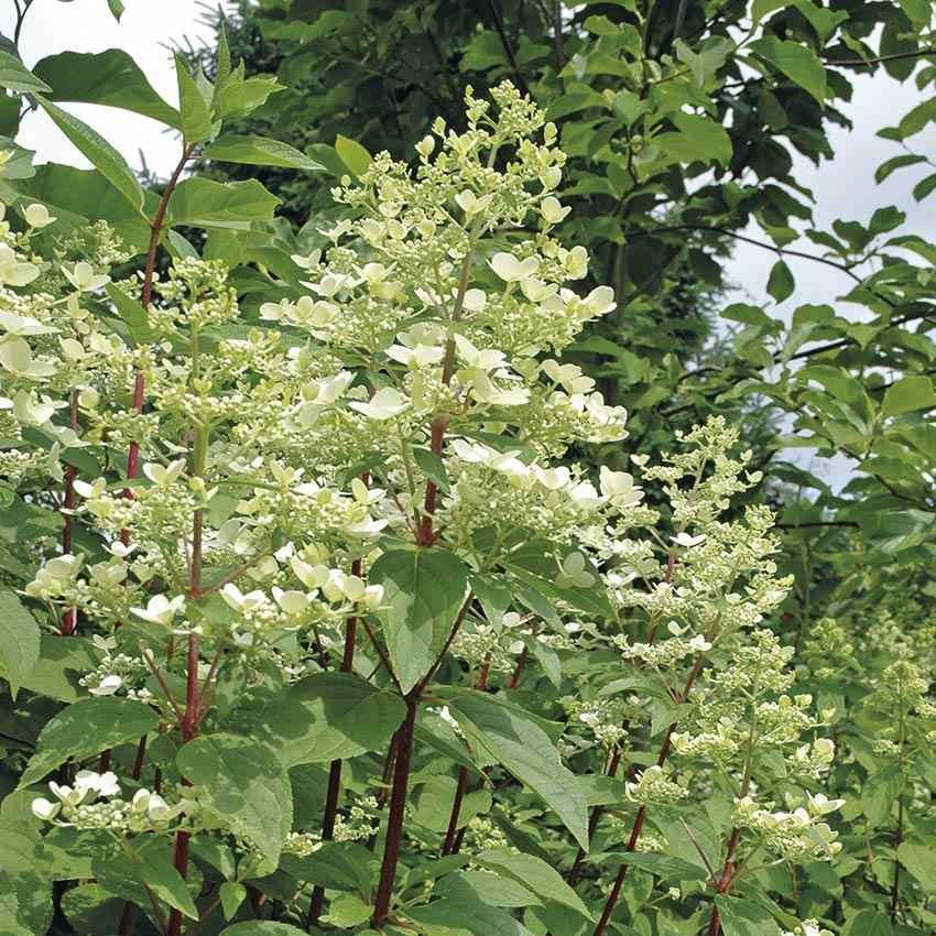 Pluimhortensia (Hydrangea paniculata)