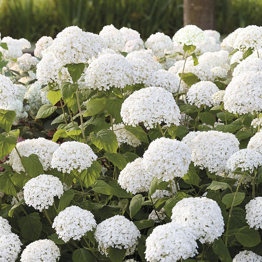 Sneeuwbal hortensia (Hydrangea arborescens ‘Strong Annabelle')