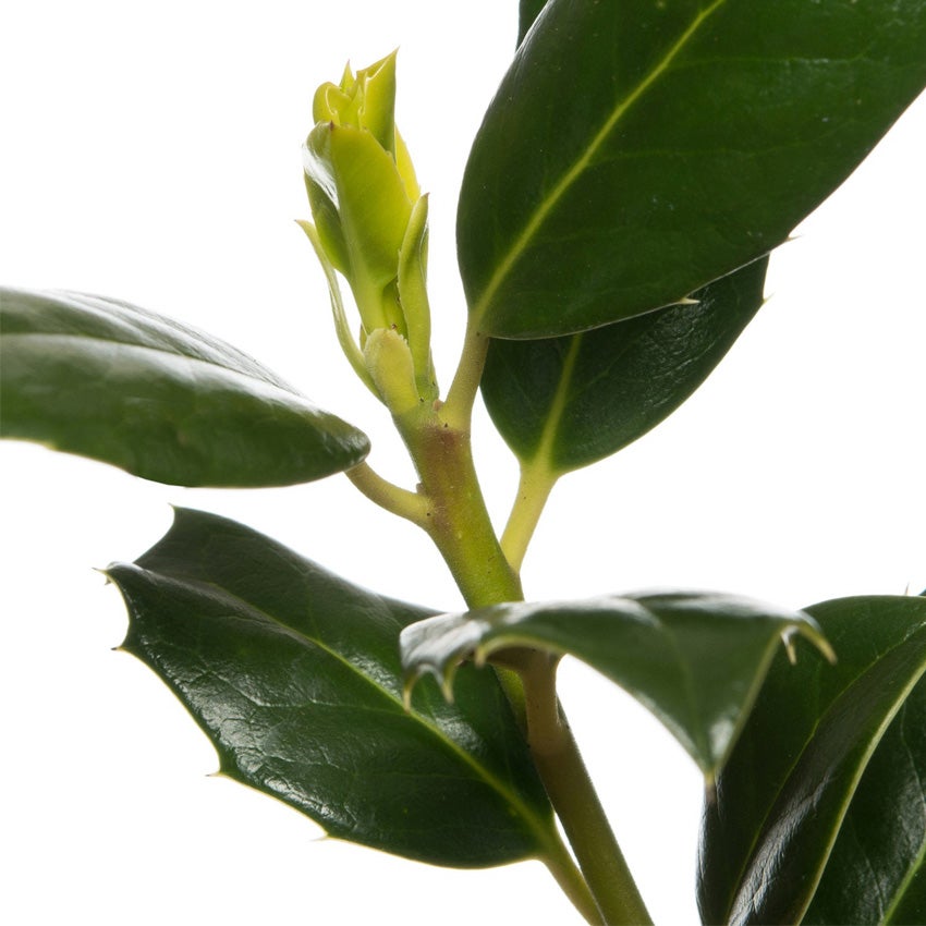 Ilex aquifolium