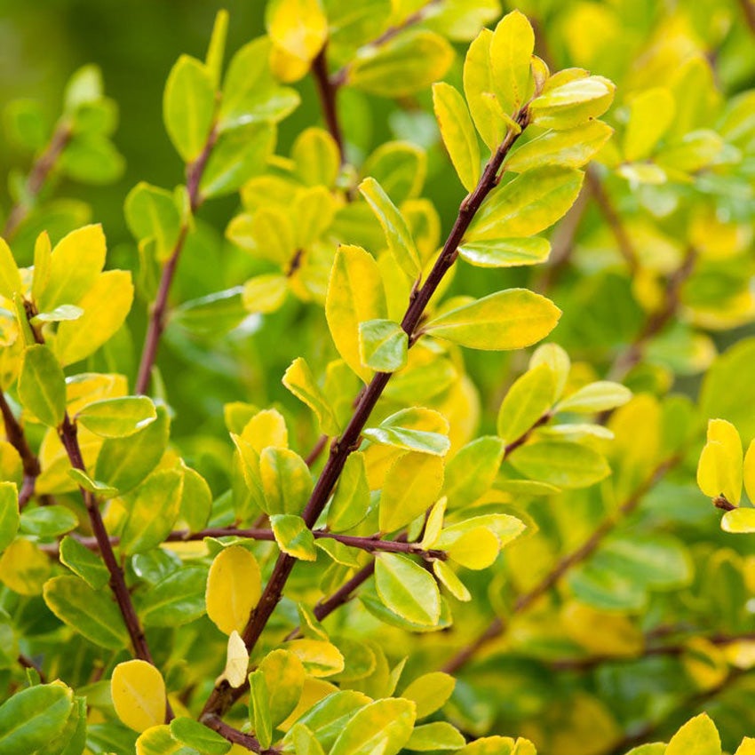Ilex Golden Gem
