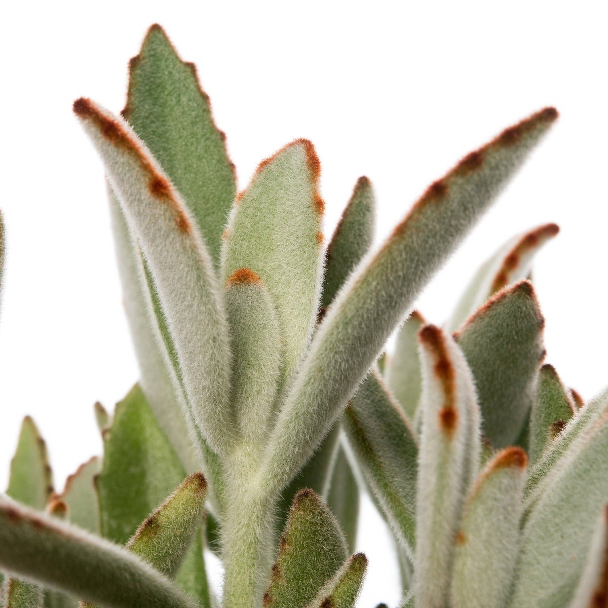 Pandaplant (Kalanchoe tomentosa)