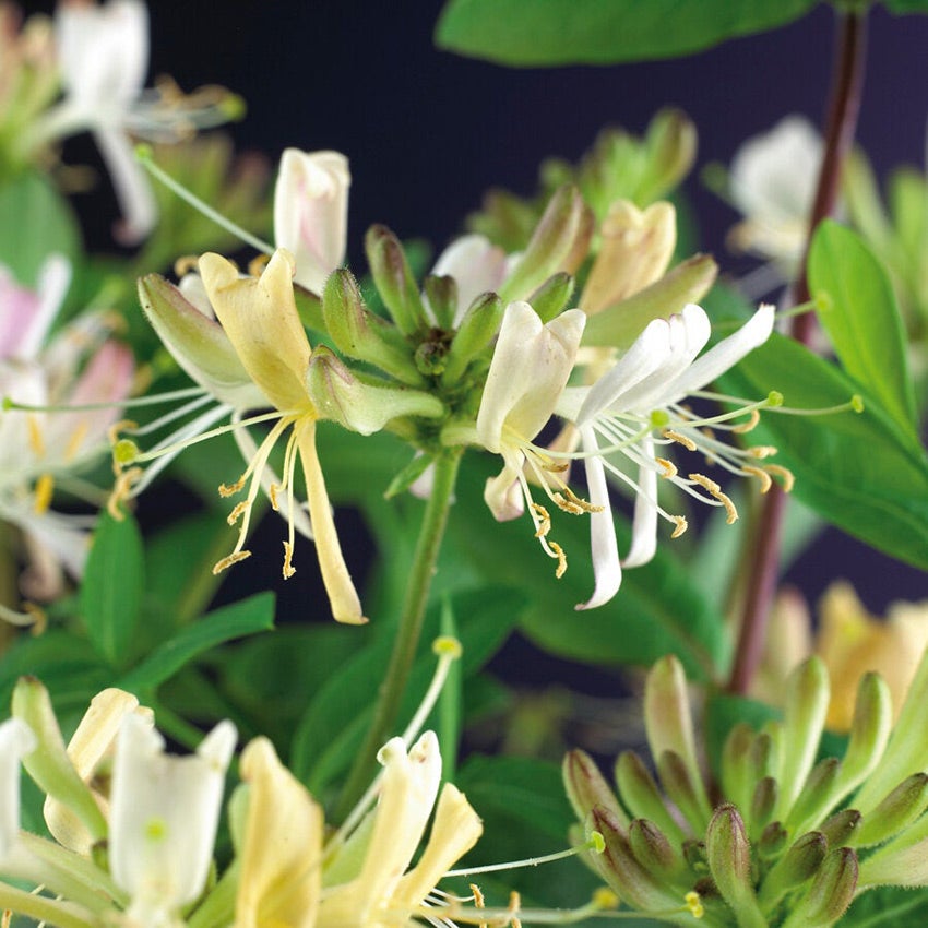 Wilde kamperfoelie (Lonicera periclymenum 'Belgica Select')