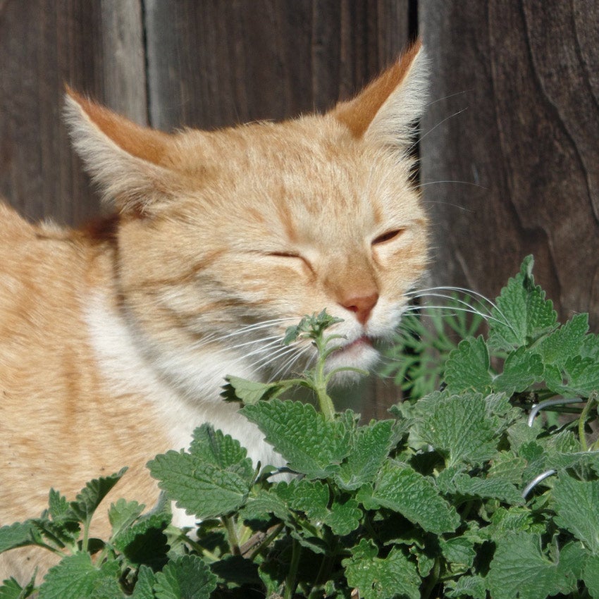 Kat bij kattenkruid