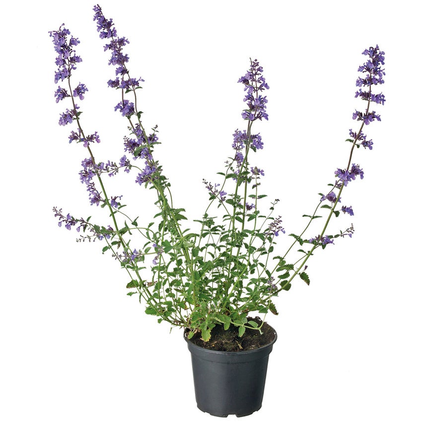 Kattenkruid (Nepeta faassenii)