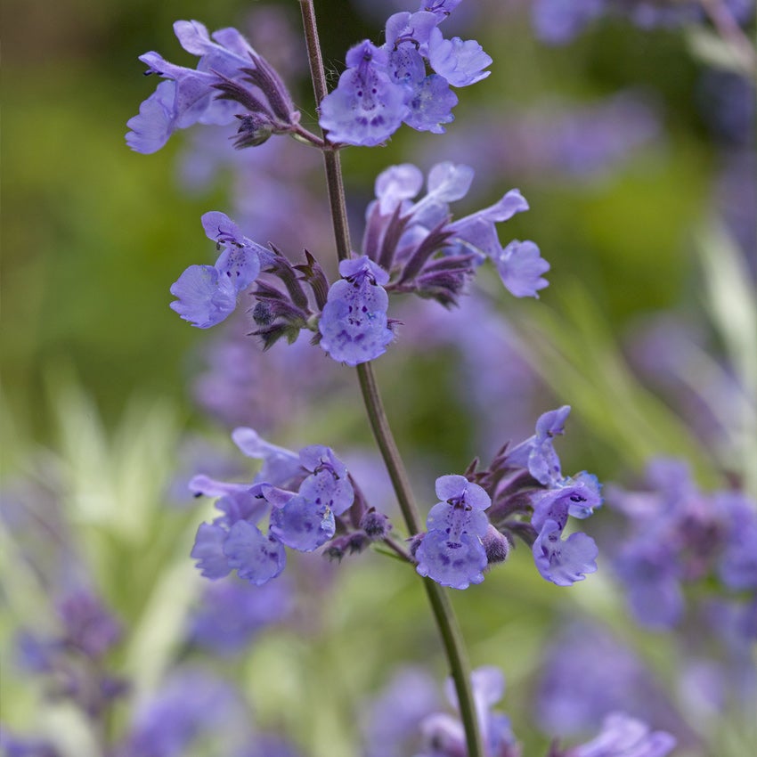 Kattenkruid (Nepeta faassenii 'Walker's Low')