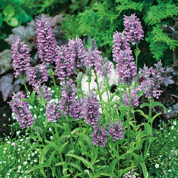 Kattenkruid (Nepeta nervosa)