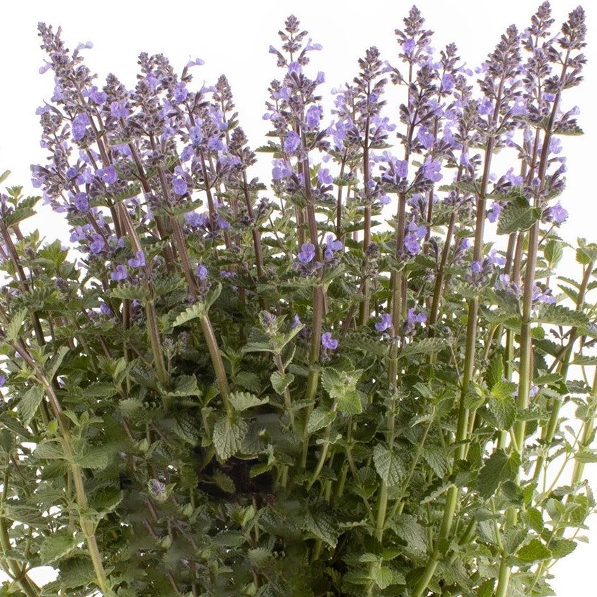 Kattenkruid (Nepeta 'Purrsian Blue')