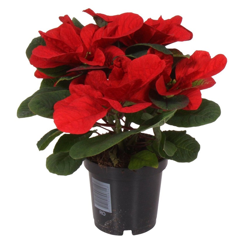 Kerstster (Euphorbia pulcherrima ‘Christmas Mouse’)