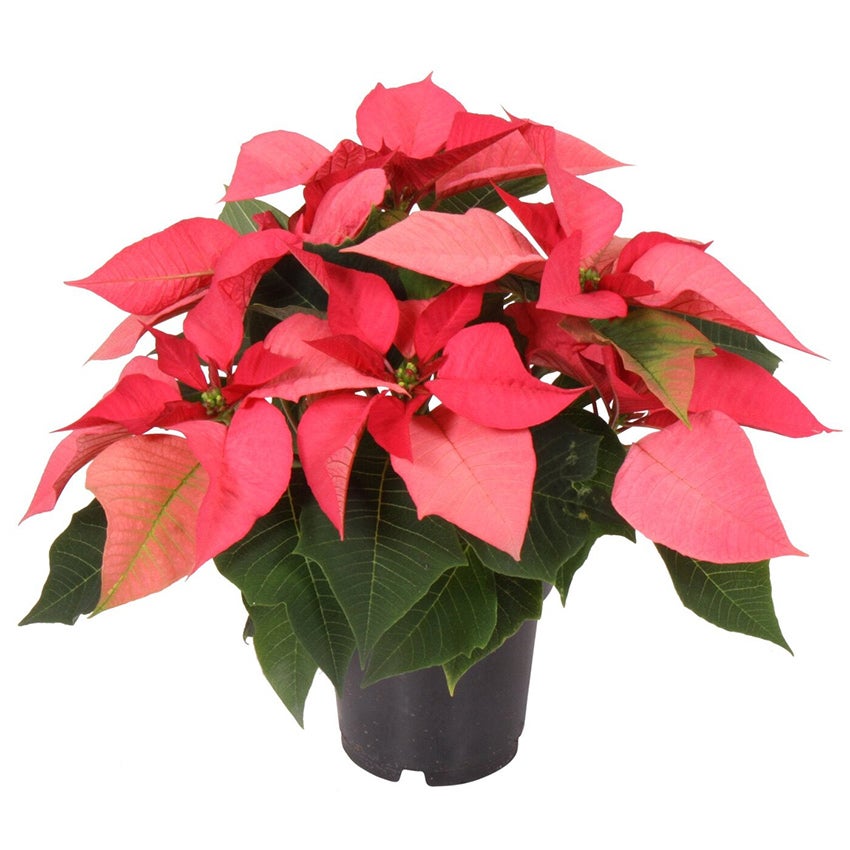 Kerstster (Euphorbia pulcherrima ‘Mars Pink’)