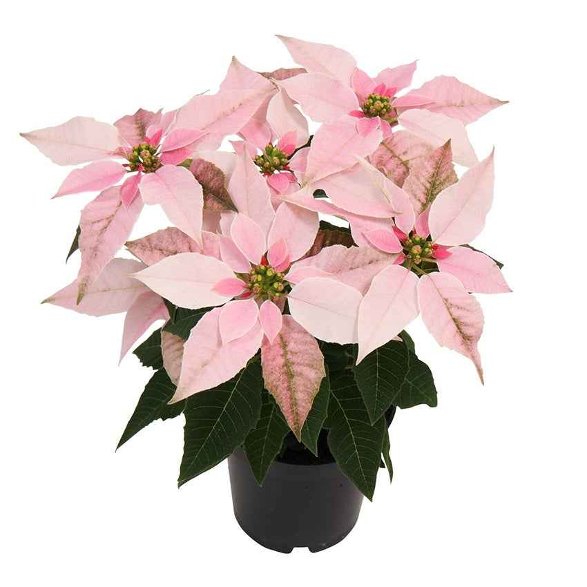 Kerstster (Euphorbia pulcherrima ‘Princettia Pink’)