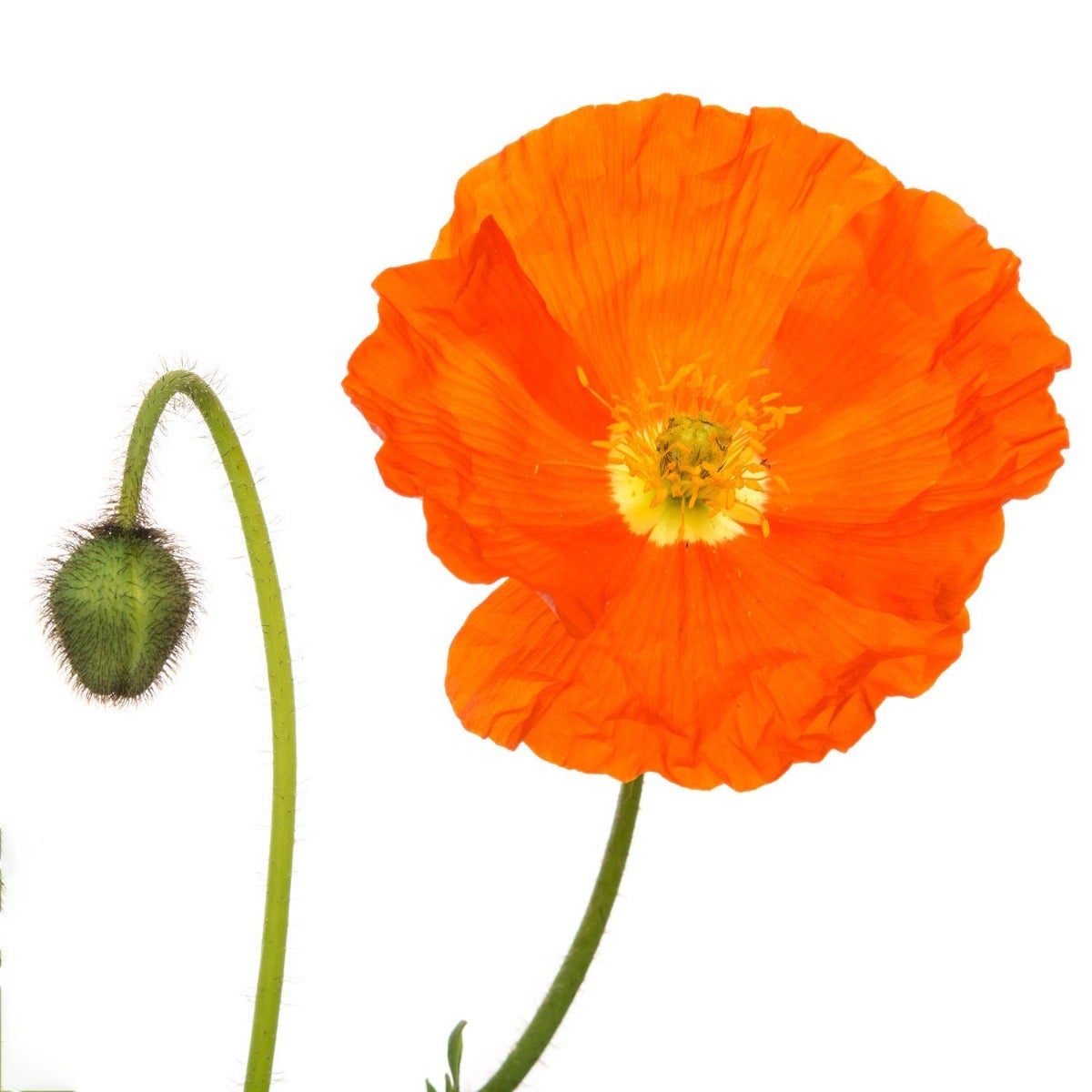 Klaproos (Papaver nudicaule 'Gartenzwerg')