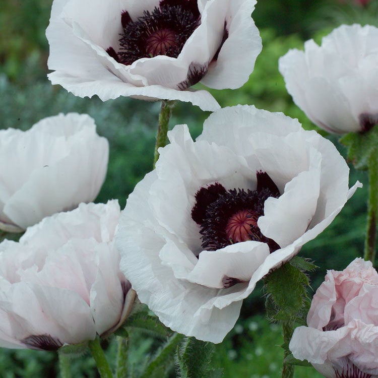 Klaproos (Papaver orientale 'Royal Wedding')