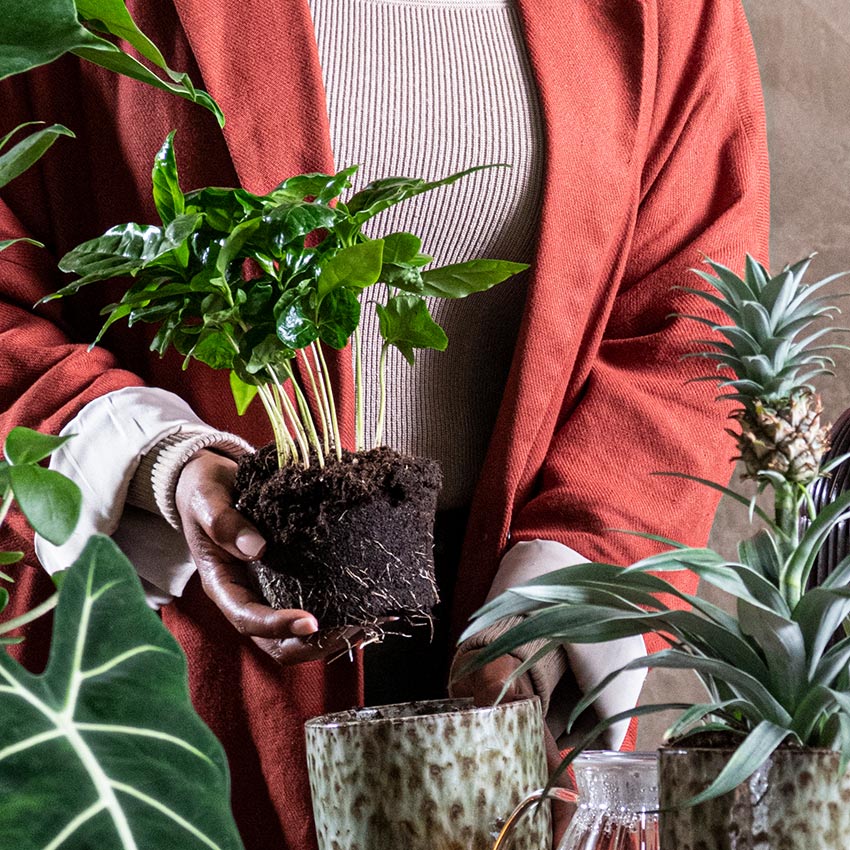 Koffieplant (Coffea arabica) verpotten