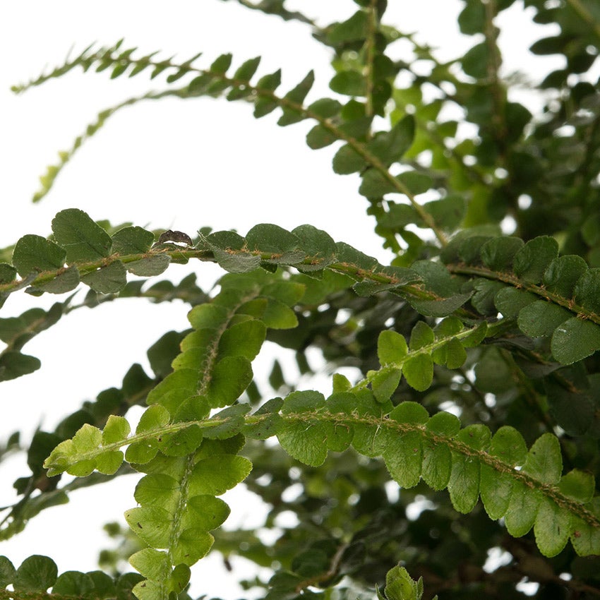 Krulvaren (Nephrolepis cordifolia 'Duffi')