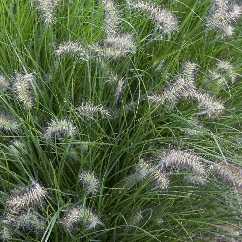 Lampenpoetsersgras (Pennisetum 'Little Bunny')