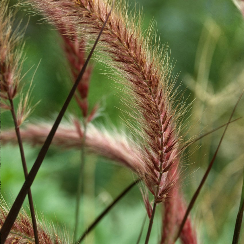 Lampenpoetsersgras (Pennisetum advena 'Rubrum')