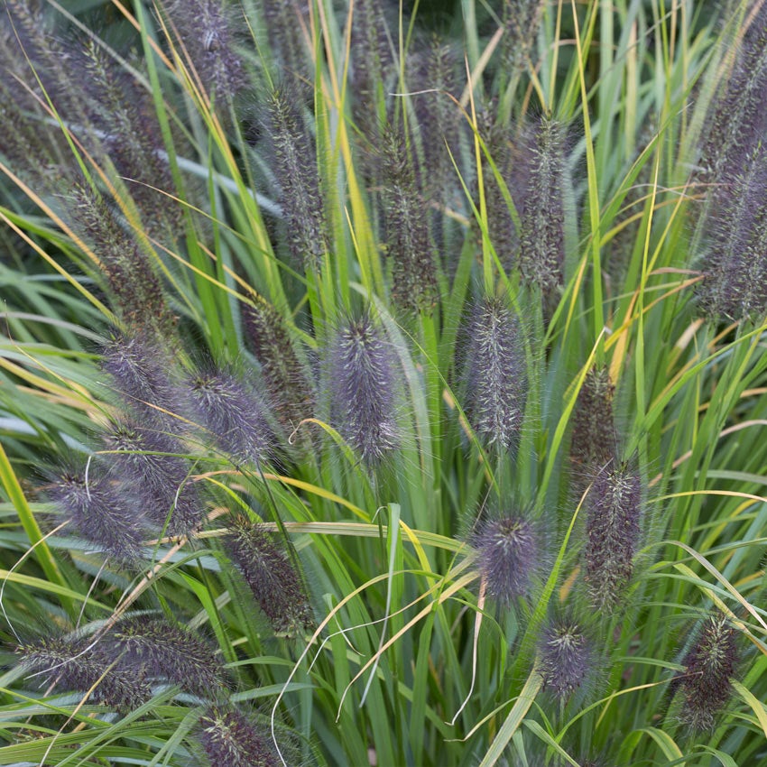 Lampenpoetsersgras (Pennisetum alopecuroides 'Black Beauty')