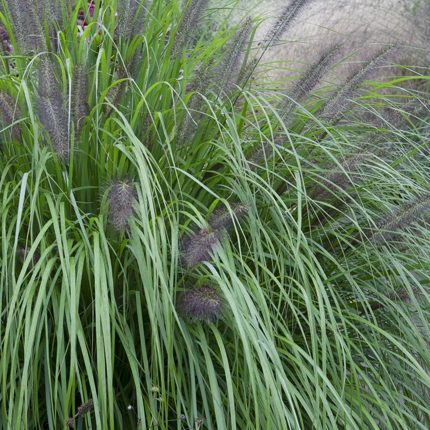 Lampenpoetsersgras (Pennisetum alopecuroides 'Viridescens')