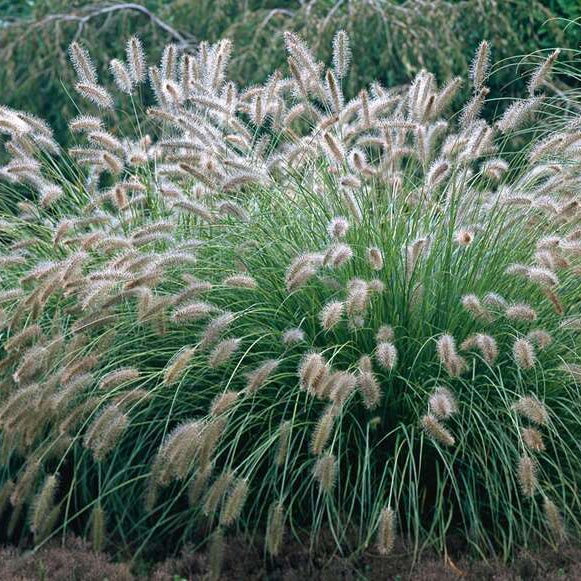 Lampenpoetsersgras (Pennisetum alopecuroides 'Hameln')