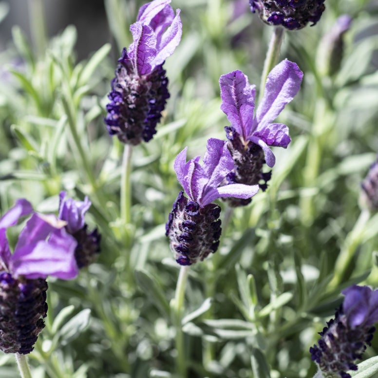 Kuiflavendel (Lavandula stoechas)