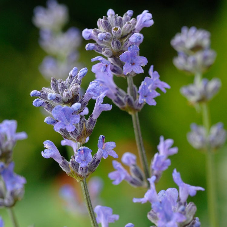 Lavendel (Lavandula angustifolia Dwarf Blue)