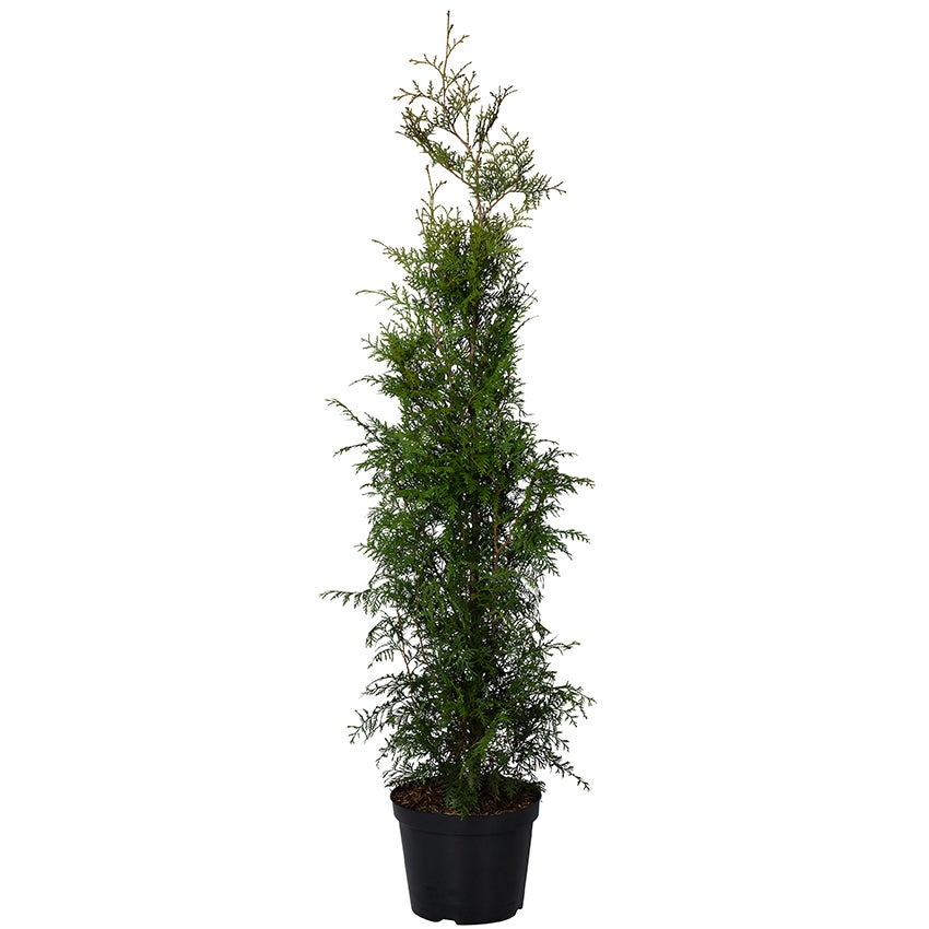 Westerse levensboom (Thuja occidentalis 'Brabant')