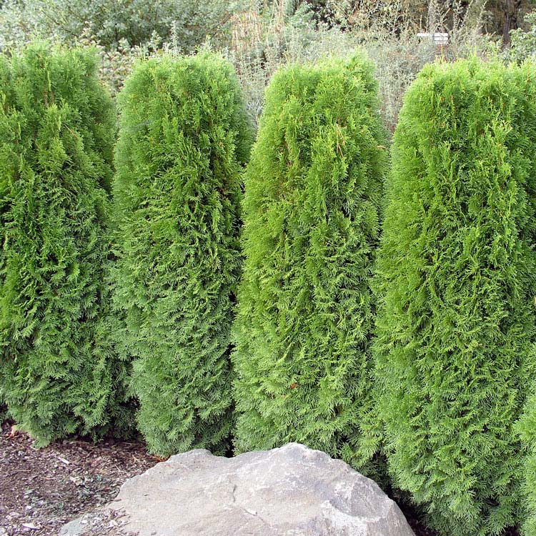 Westerse levensboom (Thuja occidentalis 'Smaragd')