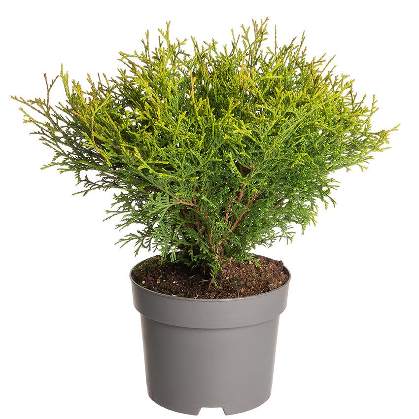 Levensboom (Thuja occidentalis 'Tiny Tim')