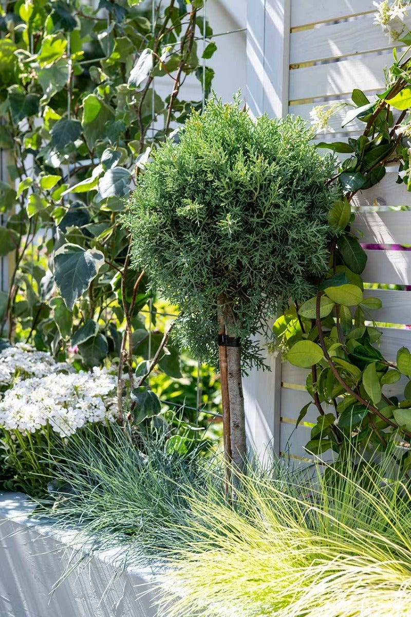 Levensboom (Thuja) op stam