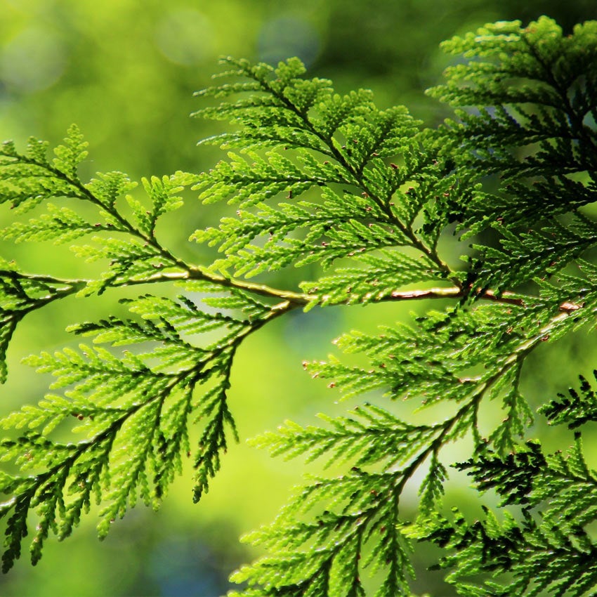 Levensboom (Thuja)