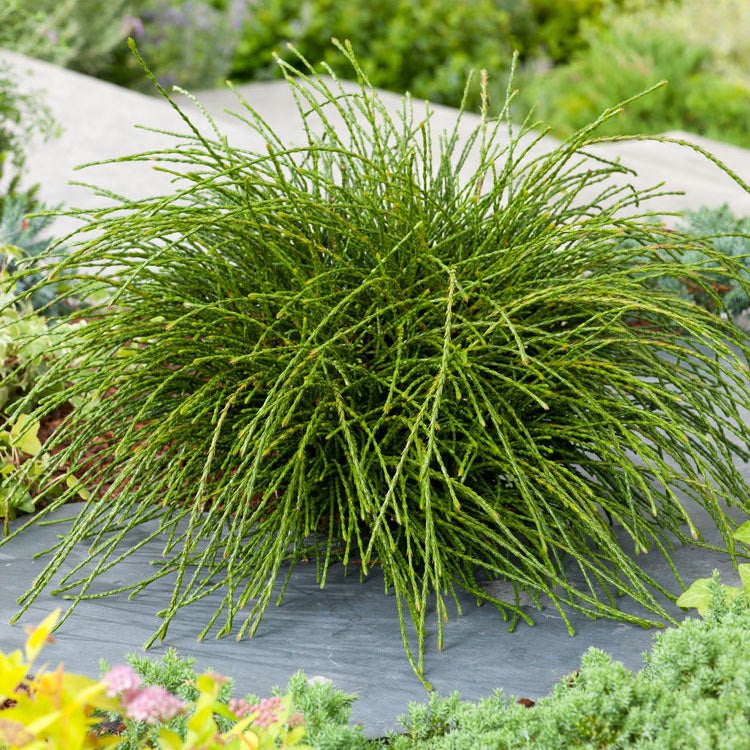 Levensboom (Thuja plicata 'Whipecord')