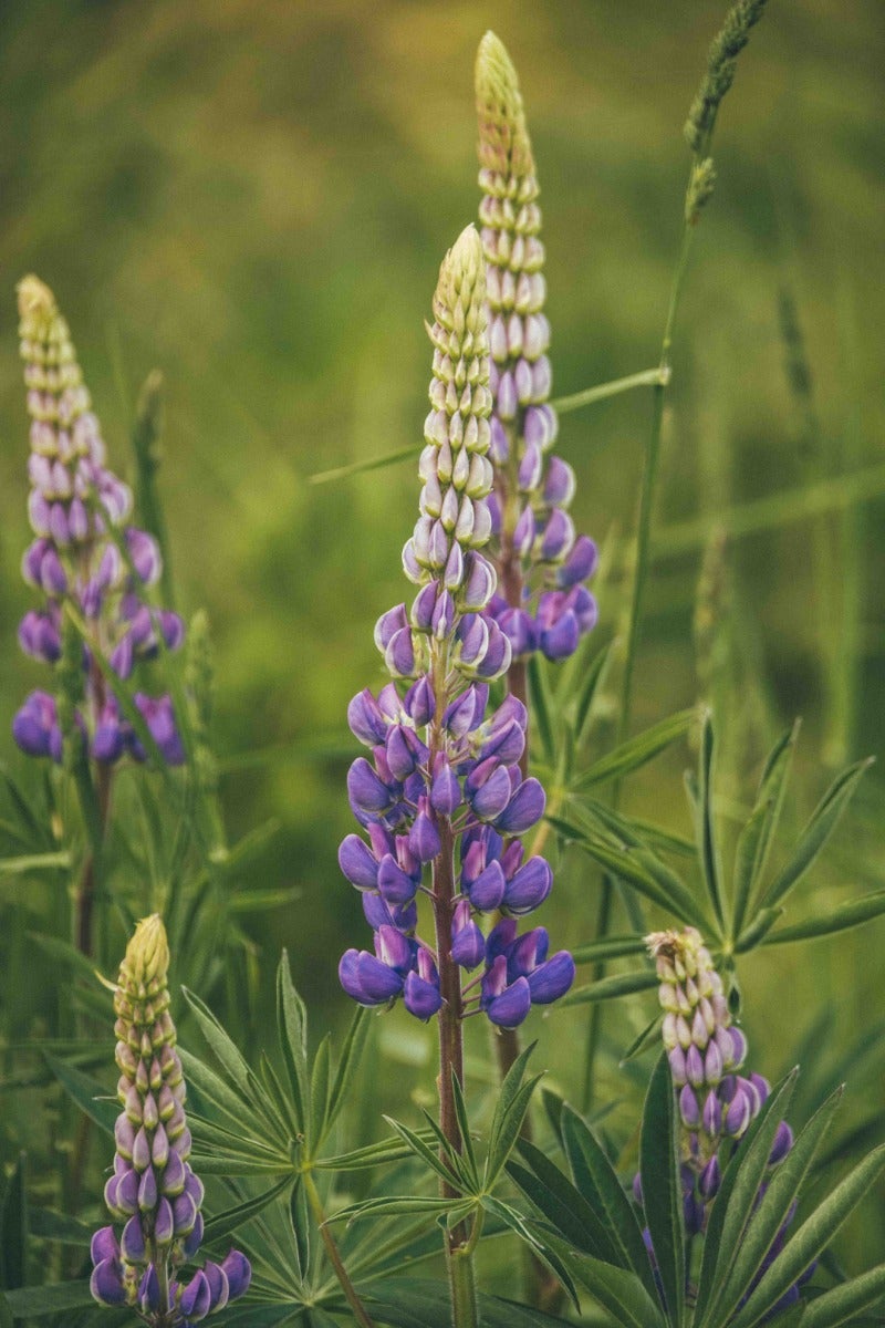 Lupine - Lupinus