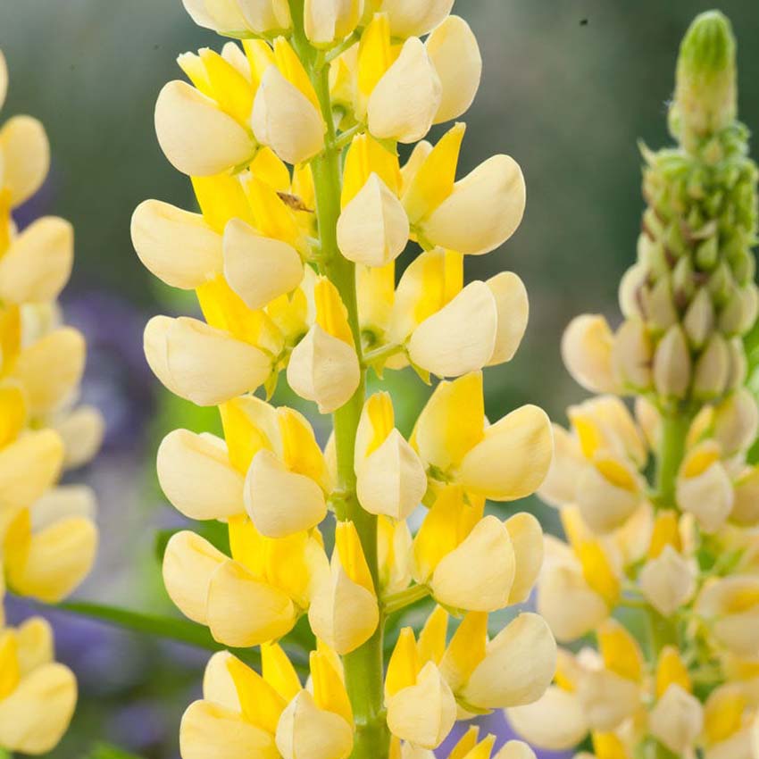 Lupine (Lupinus 'Chandelier')